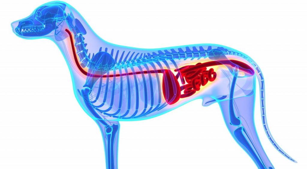 Ways to Make Your Dog’s Digestive System Better CoutureEvents